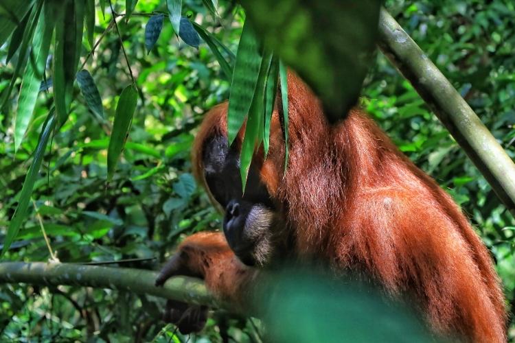 Orangutan Bukit Lawang, Sumatra Wilderness