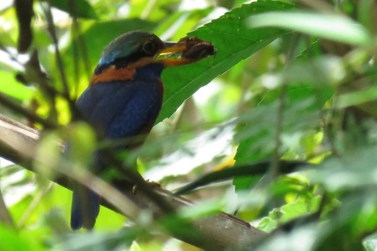 Sumatra Wilderness Guided Bird Tour (12)