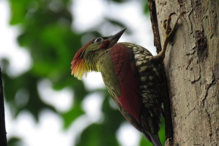 Sumatra Wilderness Guided Bird Tour (14)