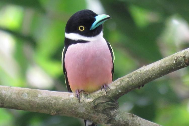 Sumatra Wilderness Guided Bird Tour (17)