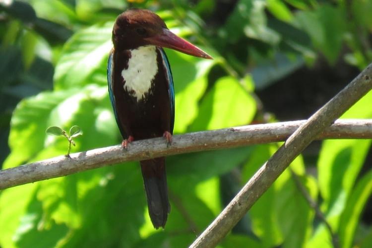 Sumatra Wilderness Guided Bird Tour (18)