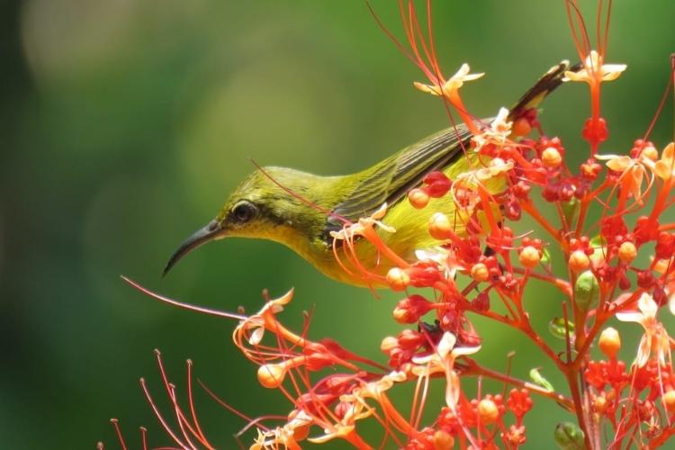 Sumatra Wilderness Guided Bird Tour (42)