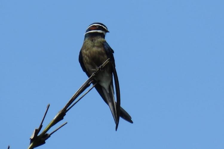 Sumatra Wilderness Guided Bird Tour