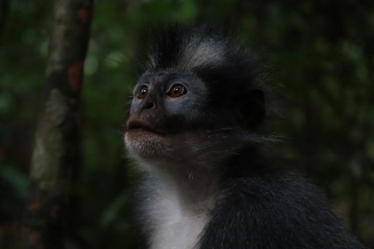 Thomas Leaf Monkey in Leuser National Park, Bukit Lawang, Sumatra Wildernes, Indonesia